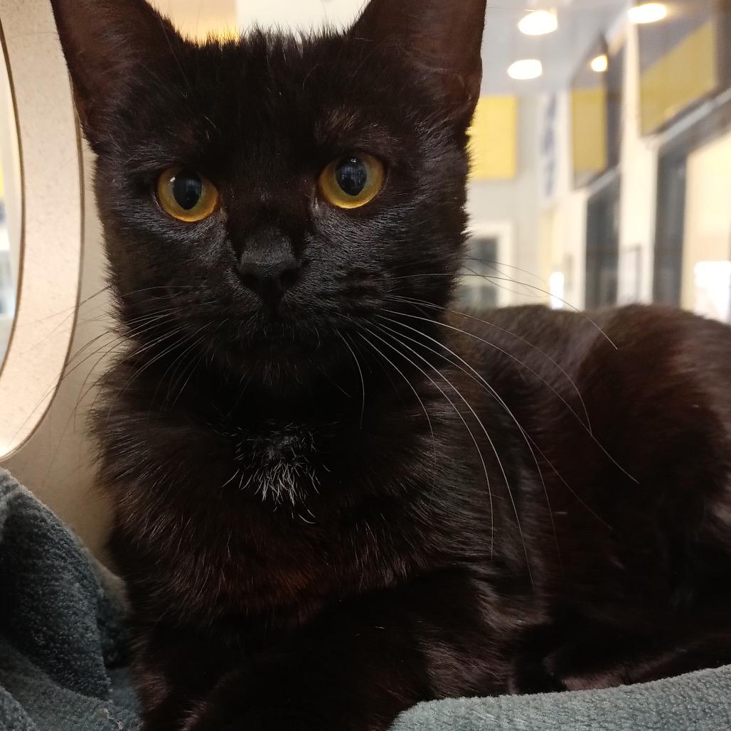 Pluto, a Adoptable Domestic Short Hair in Webster, TX image 5/6