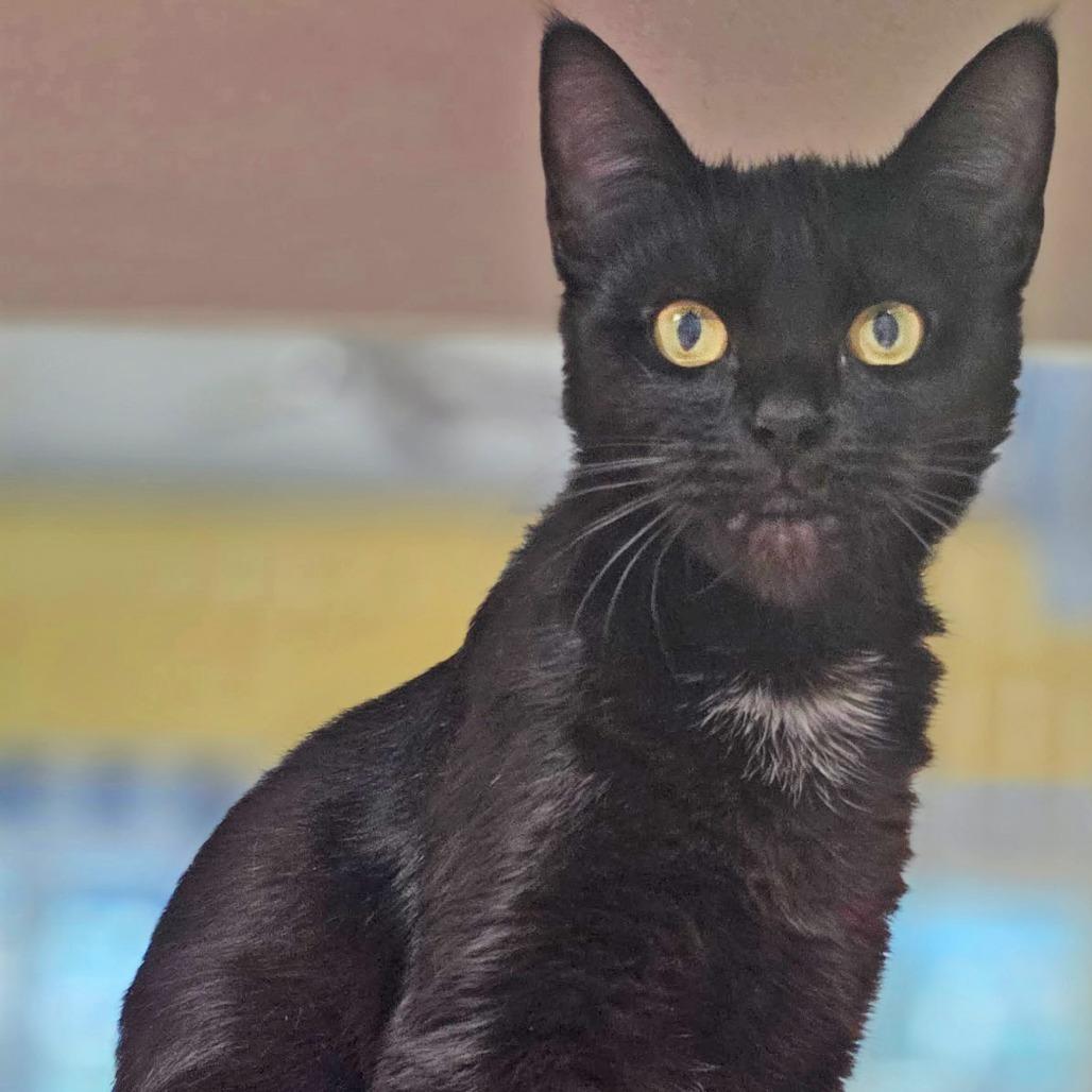 Pluto, a Adoptable Domestic Short Hair in Webster, TX image 6/6