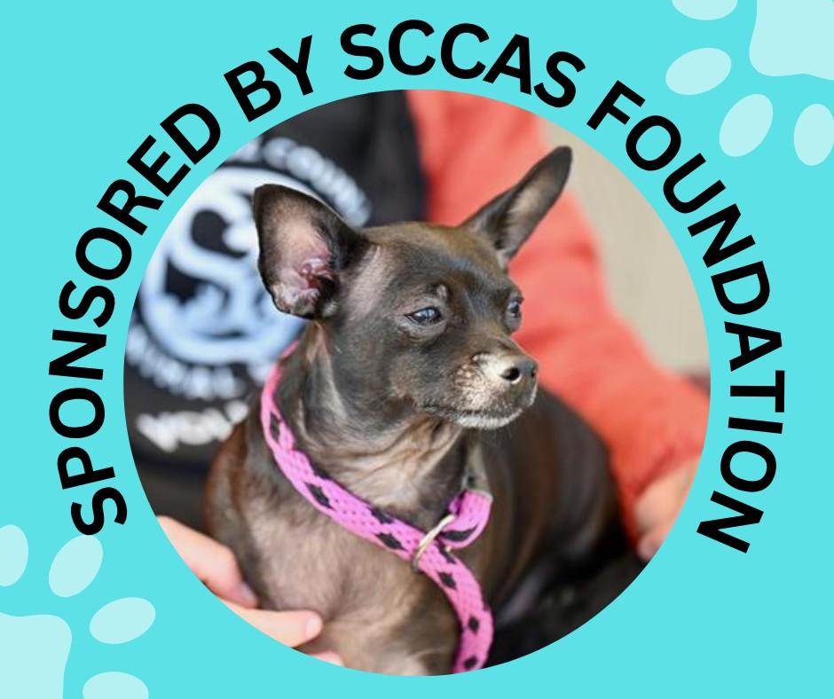 KISSY*, Adoptable, Adult Female Chihuahua & Mixed Breed.