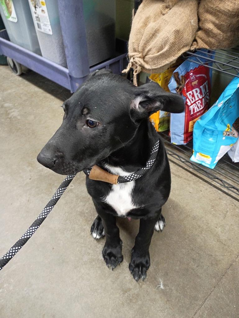 Bark, Adoptable, Young Male Labrador Retriever & Doberman Pinscher.