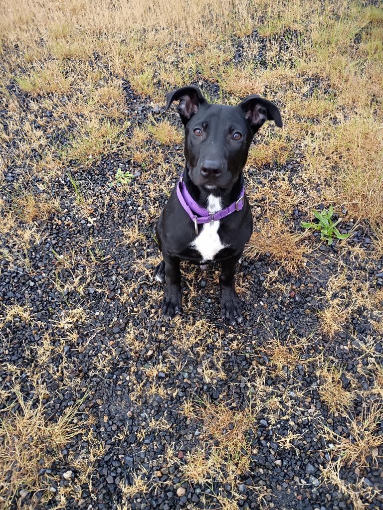 Bark, a Adoptable mixed breed in St. Helens, OR image 2/3