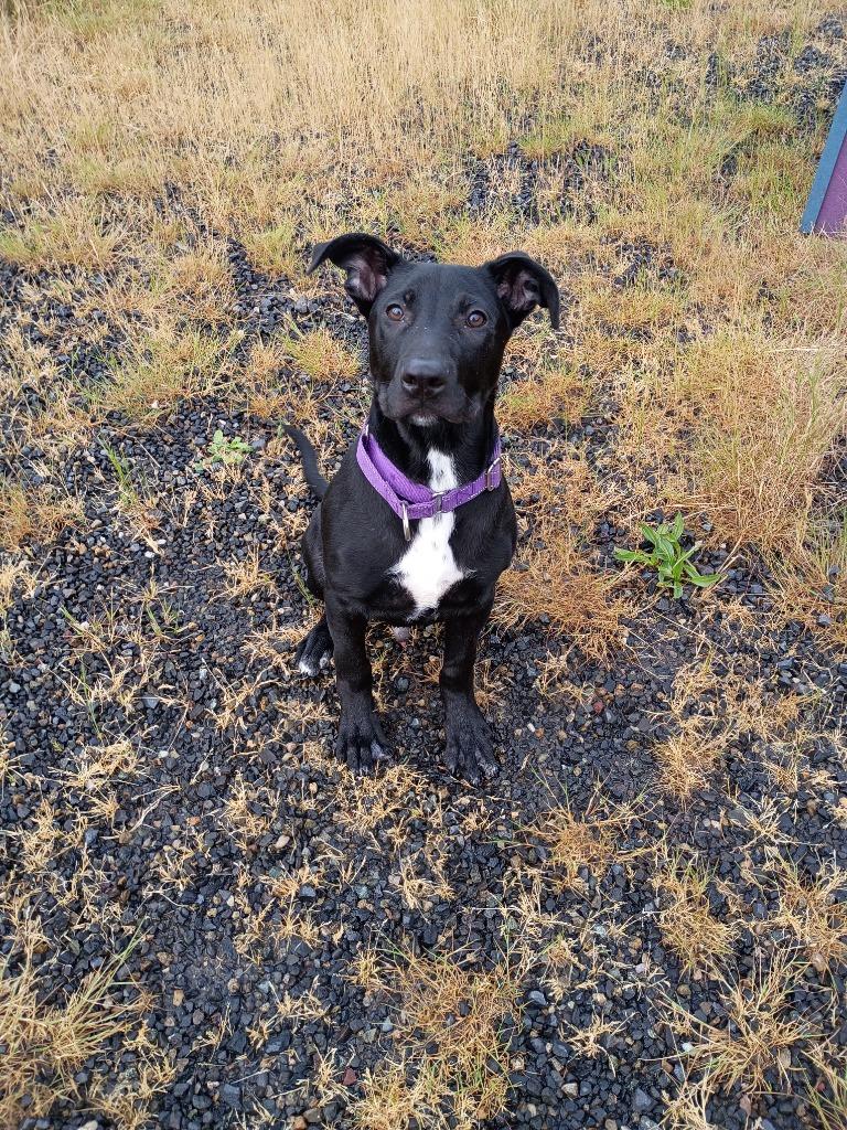 Bark, a Adoptable mixed breed in St. Helens, OR image 3/3