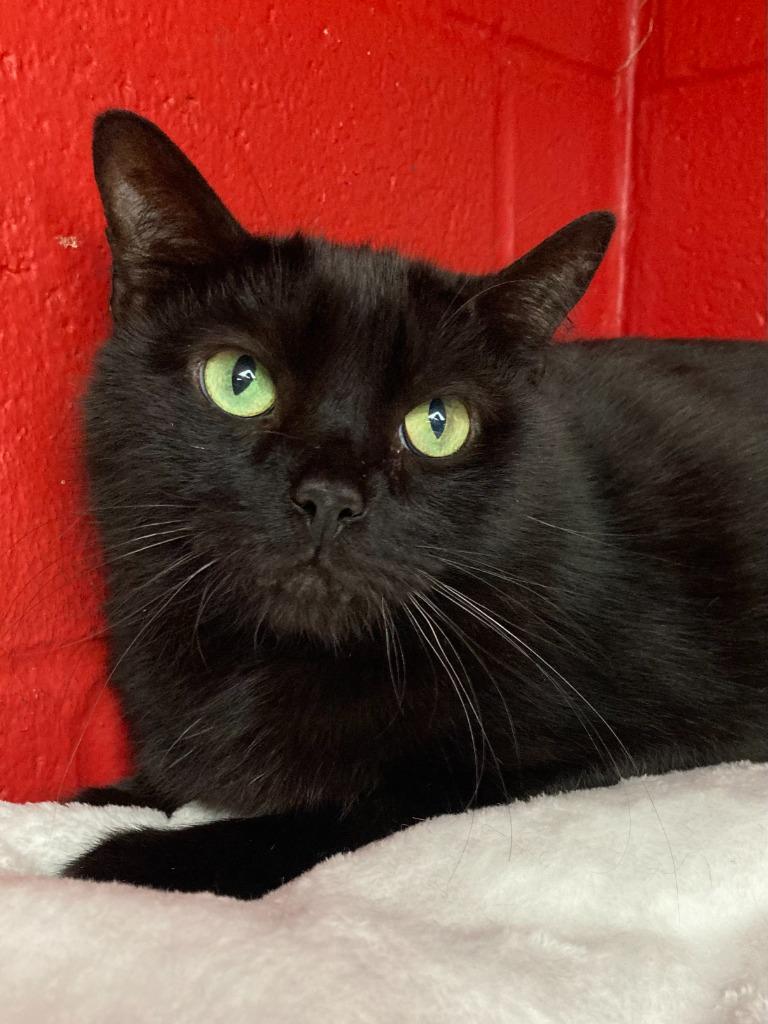 Enlarge Pot, a Adoptable mixed breed in Cincinnati, OH image 1/6