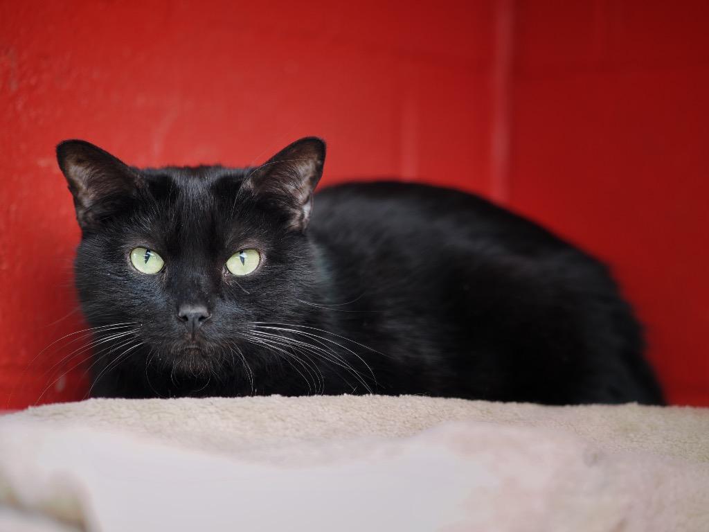 Enlarge Pot, a Adoptable mixed breed in Cincinnati, OH image 3/6