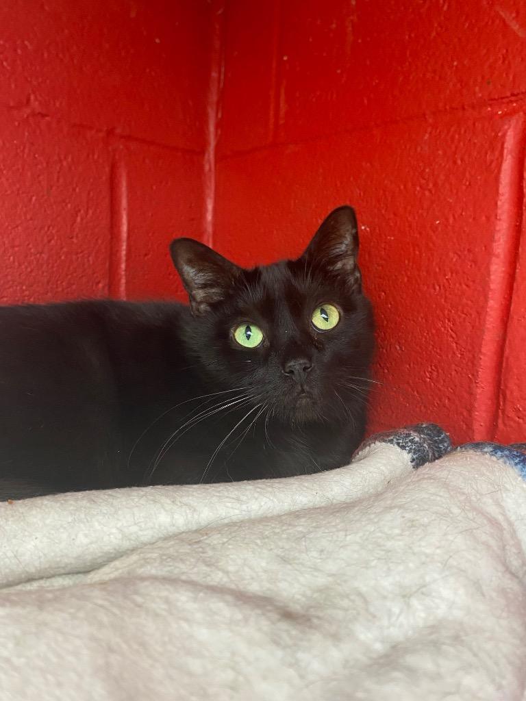 Enlarge Pot, a Adoptable mixed breed in Cincinnati, OH image 4/6