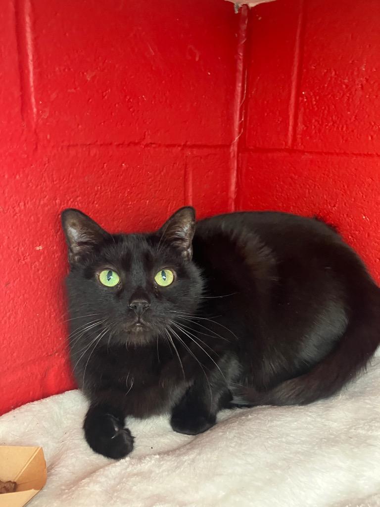 Enlarge Pot, a Adoptable mixed breed in Cincinnati, OH image 5/6