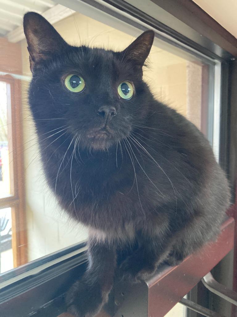 Enlarge Pot, a Adoptable mixed breed in Cincinnati, OH image 6/6