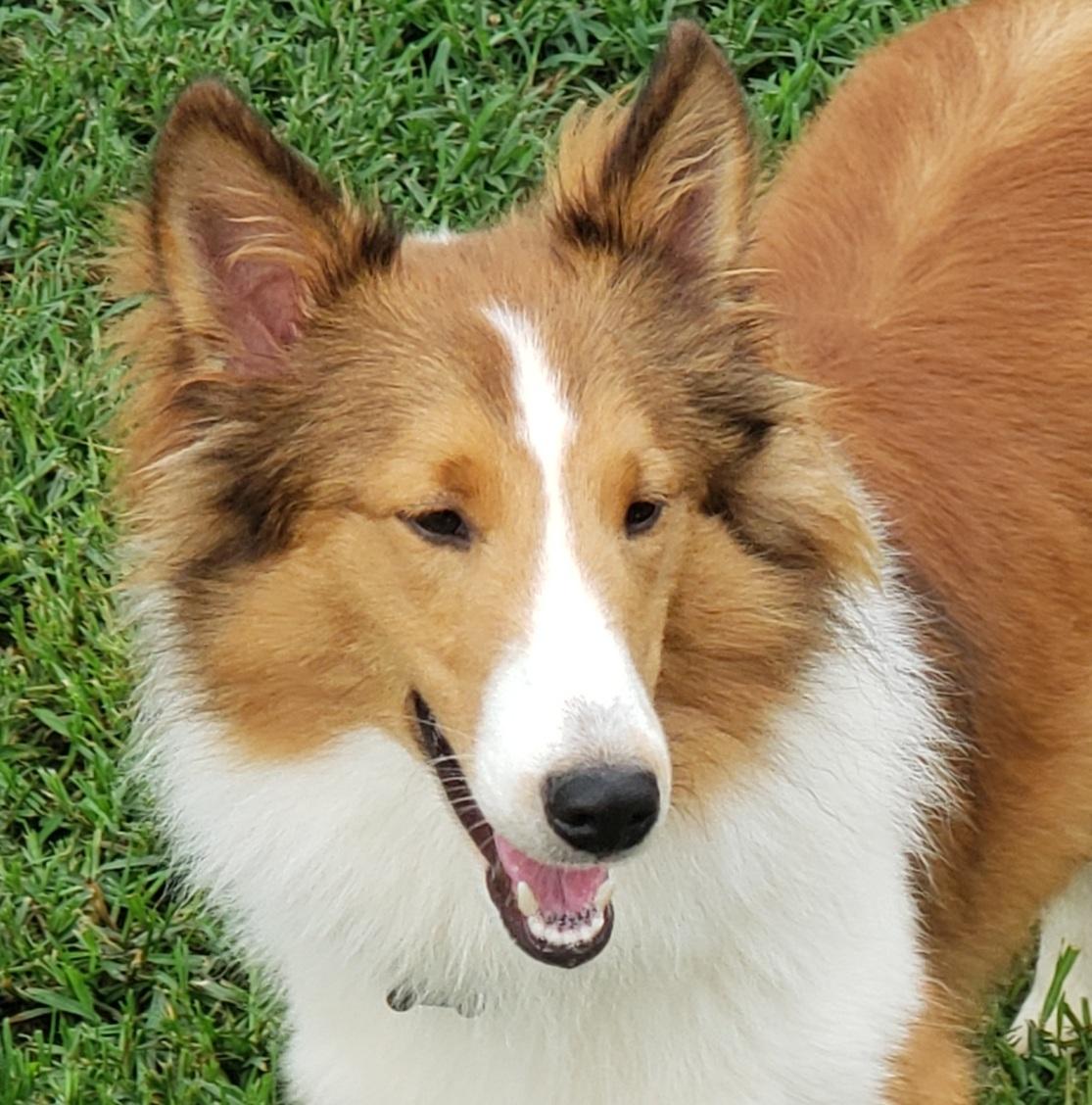 Jack - PENDING, a Adoptable Shetland Sheepdog / Sheltie in Chapel Hill, TN image 1/2