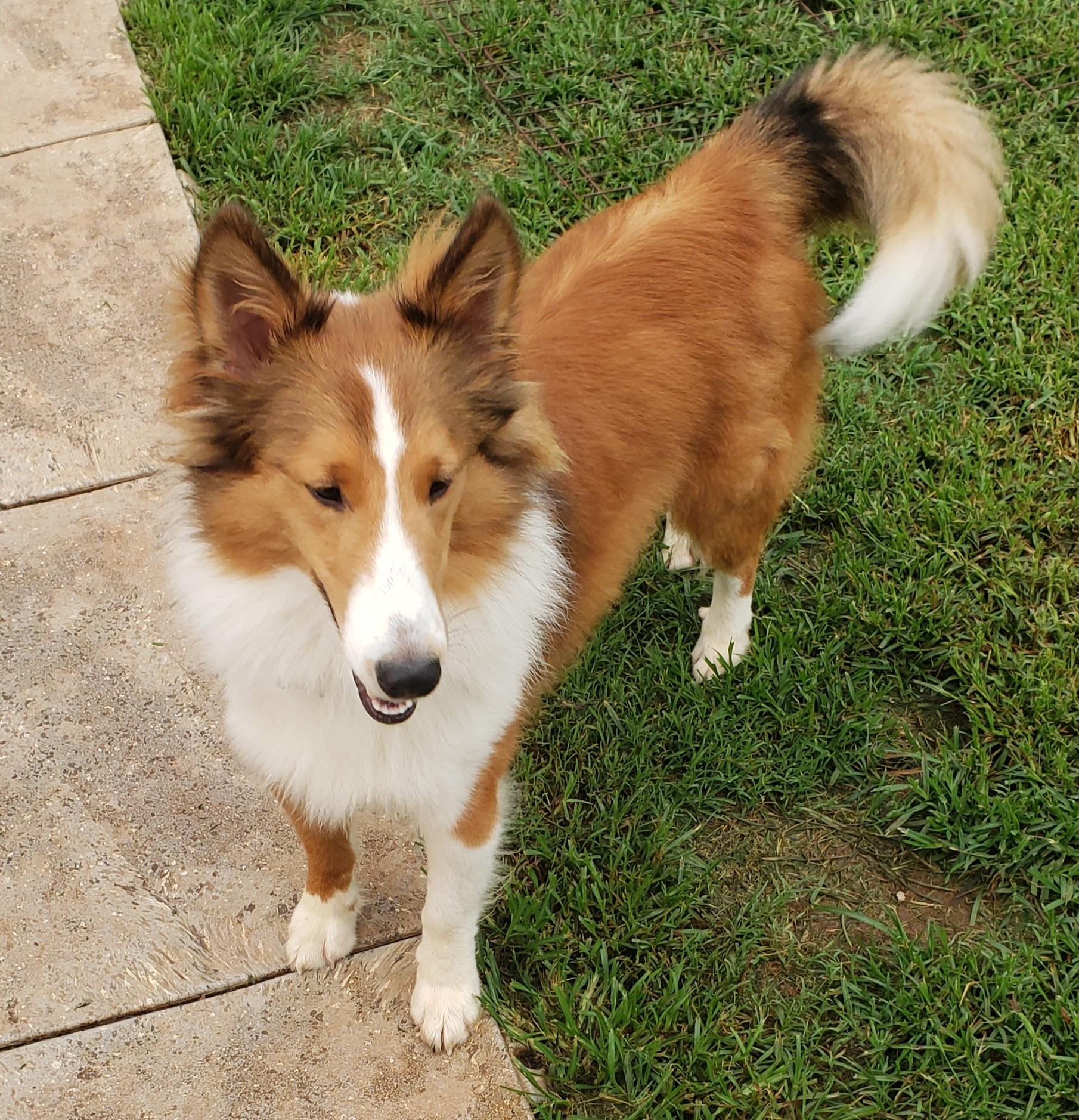 Jack - PENDING, a Adoptable Shetland Sheepdog / Sheltie in Chapel Hill, TN image 2/2