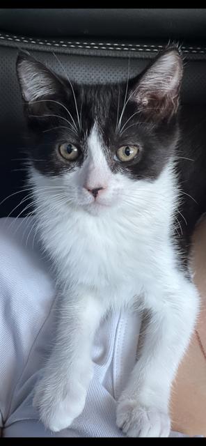 Bree, Adoptable, Kitten Female Domestic Short Hair.