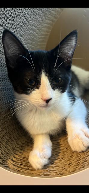 Enlarge Bree, a Adoptable Domestic Short Hair in Oceanside, CA image 2/5