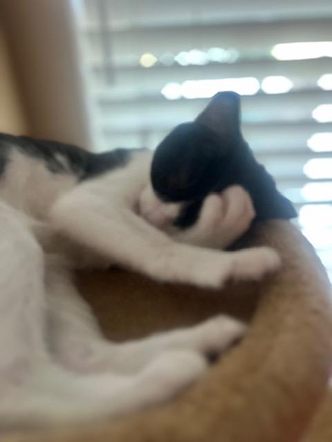 Enlarge Bree, a Adoptable Domestic Short Hair in Oceanside, CA image 3/5