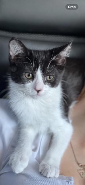 Enlarge Bree, a Adoptable Domestic Short Hair in Oceanside, CA image 4/5