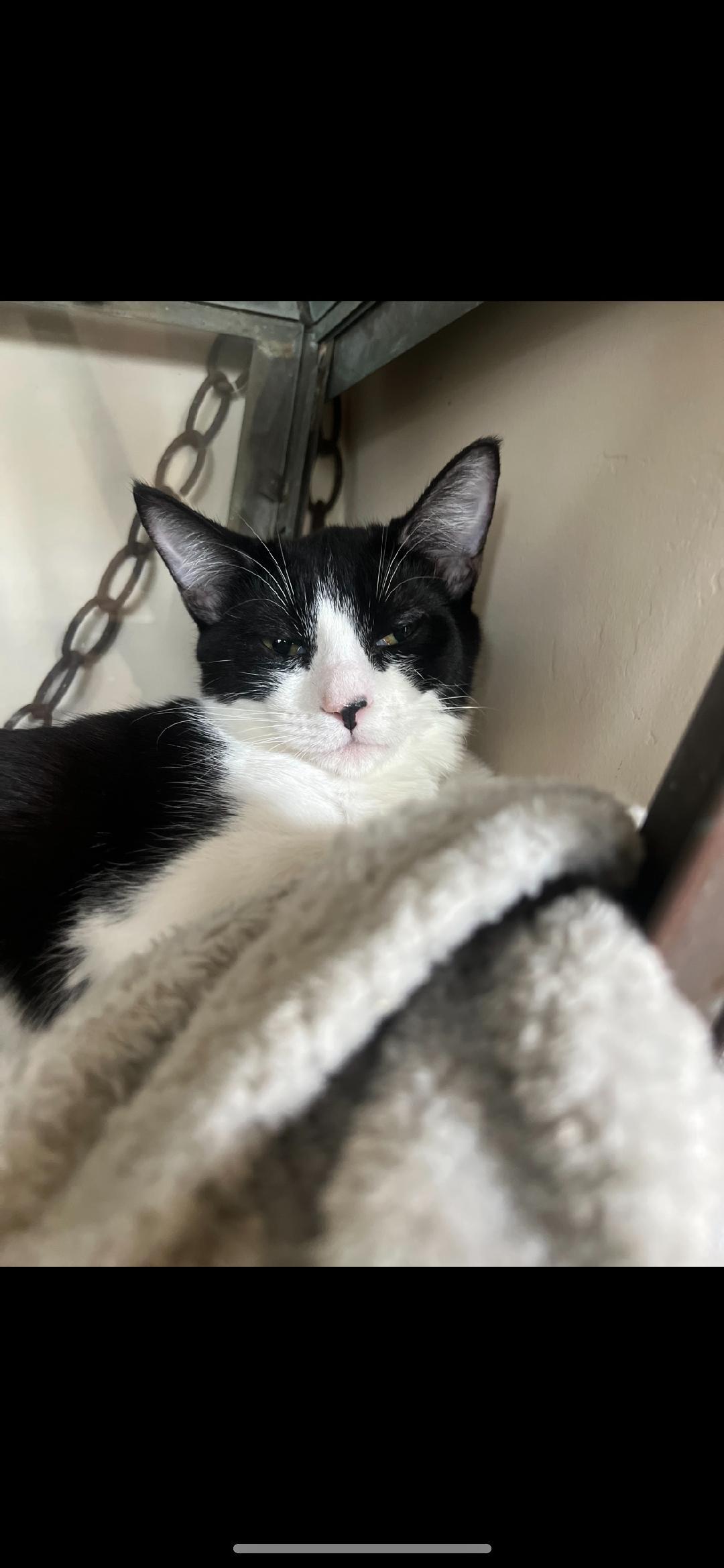 Enlarge Bree, a Adoptable Domestic Short Hair in Oceanside, CA image 2/6