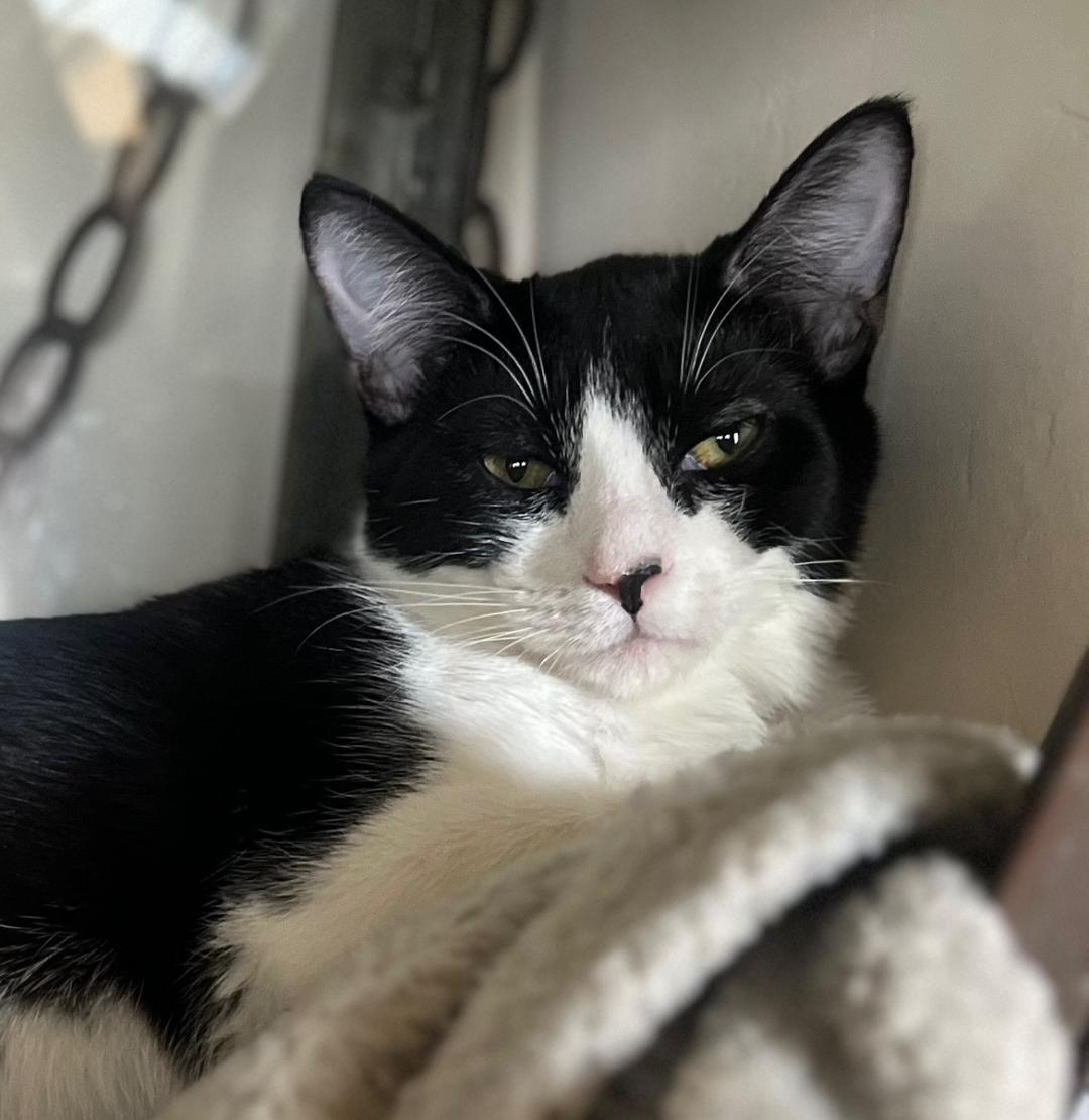 Enlarge Bree, a Adoptable Domestic Short Hair in Oceanside, CA image 3/6