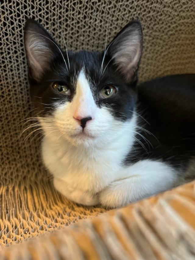 Enlarge Bree, a Adoptable Domestic Short Hair in Oceanside, CA image 5/5