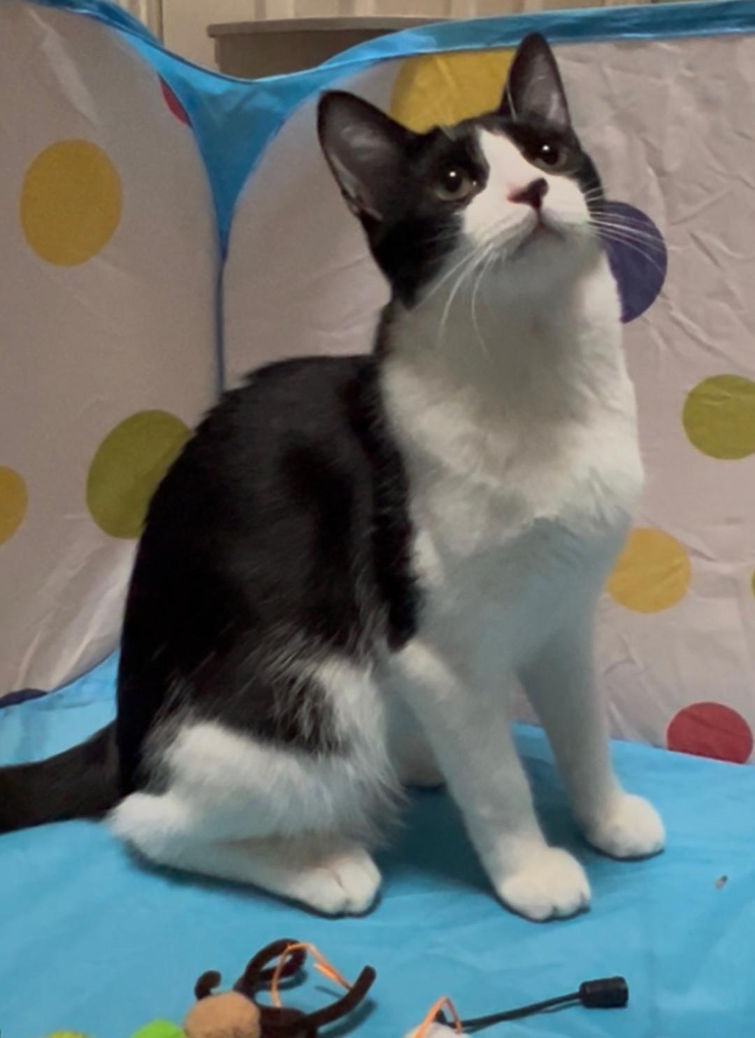 Enlarge Bree, a Adoptable Domestic Short Hair in Oceanside, CA image 1/6