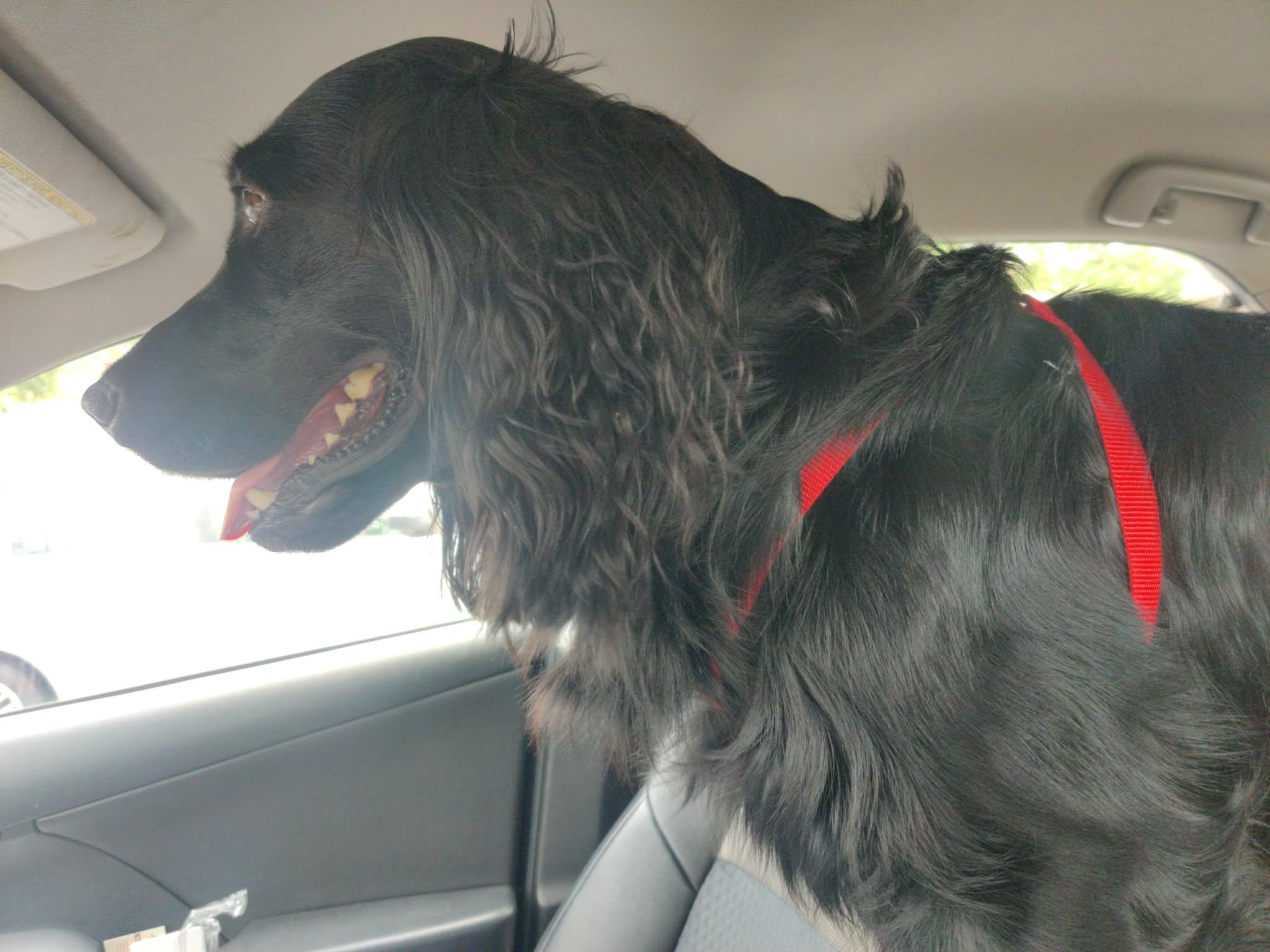 Enlarge Dexter , a ADOPTABLE Black Labrador Retriever in Shelton, WA image 2/5