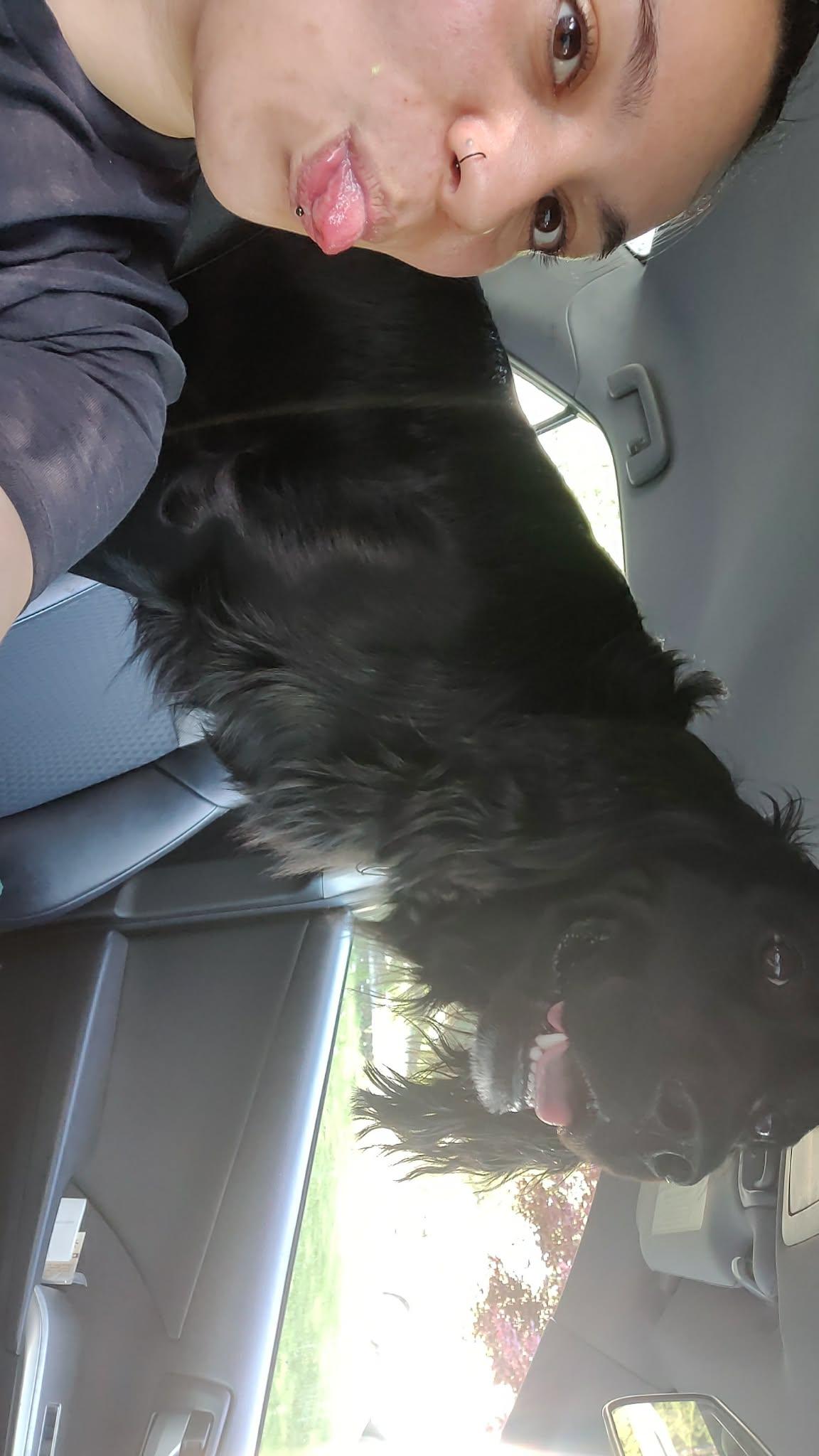 Enlarge Dexter , a ADOPTABLE Black Labrador Retriever in Shelton, WA image 5/5