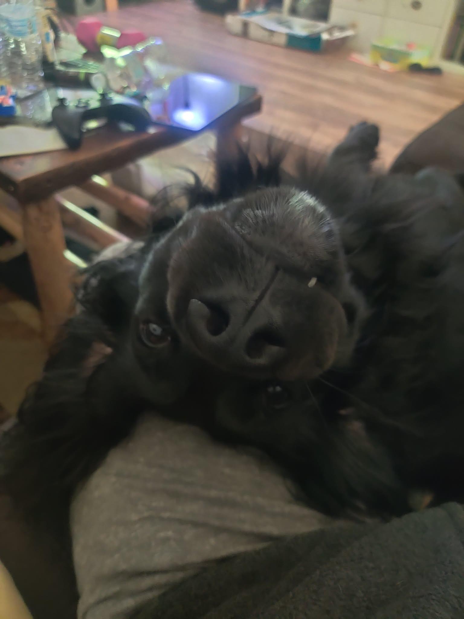 Enlarge Dexter , a ADOPTABLE Black Labrador Retriever in Shelton, WA image 3/5