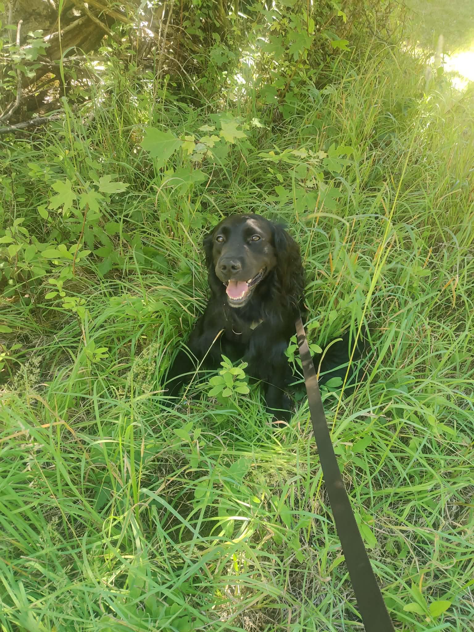Enlarge Dexter , a ADOPTABLE Black Labrador Retriever in Shelton, WA image 4/5