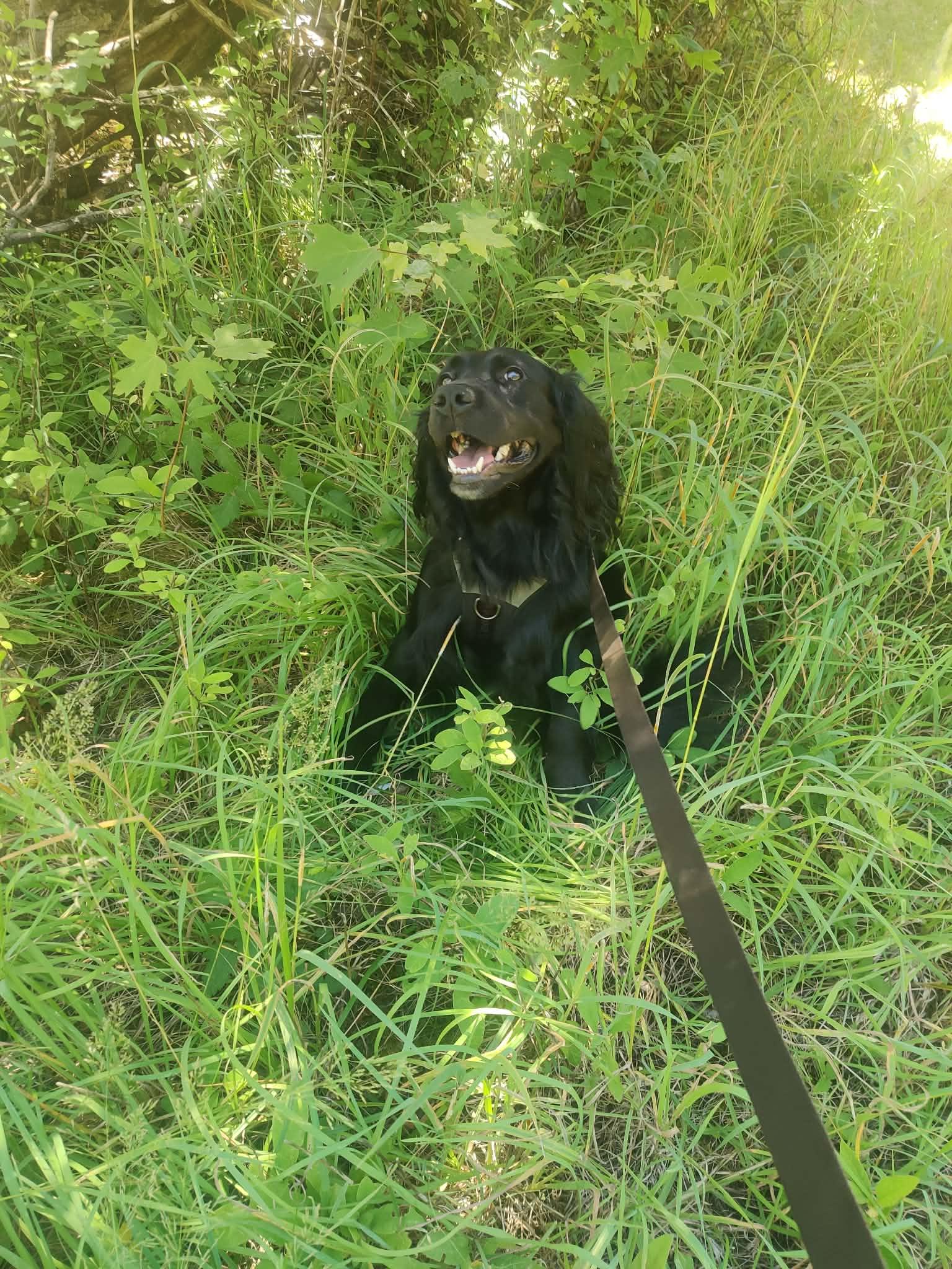 Enlarge Dexter , a ADOPTABLE Black Labrador Retriever in Shelton, WA image 1/5