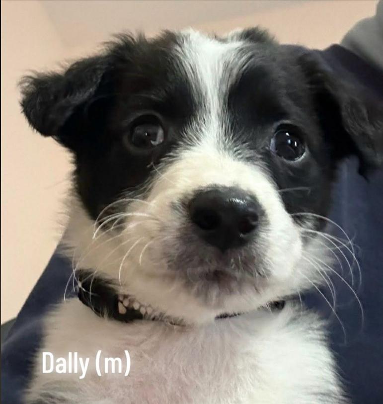 Enlarge Soda, a ADOPTABLE mixed breed in Eutawville, SC image 1/6