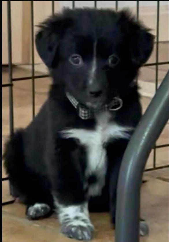 Enlarge Soda, a ADOPTABLE mixed breed in Eutawville, SC image 2/6