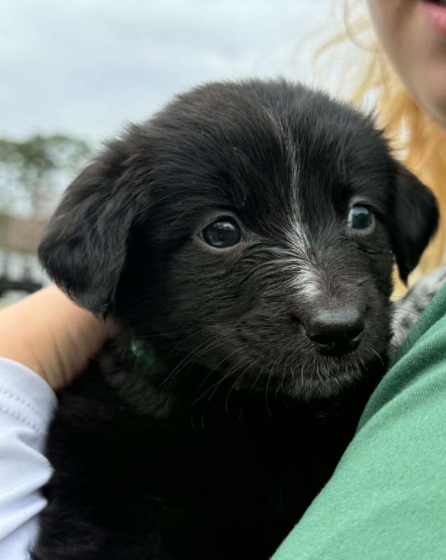Enlarge Soda, a ADOPTABLE mixed breed in Eutawville, SC image 5/6
