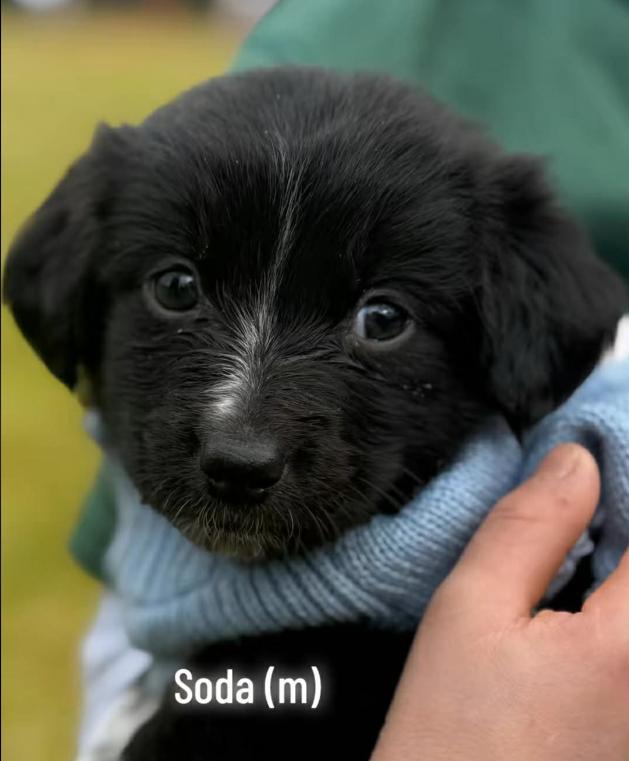 Enlarge Soda, a ADOPTABLE mixed breed in Eutawville, SC image 6/6