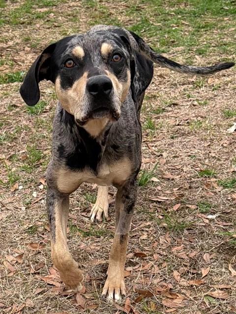 Enlarge GIDEON, a Adoptable mixed breed in Augusta, GA image 1/1