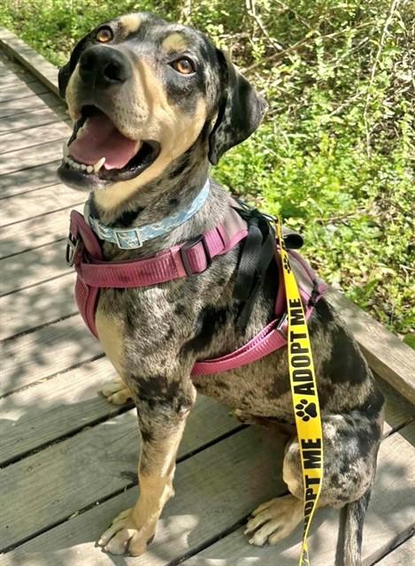 Enlarge GIDEON, a Adoptable mixed breed in Augusta, GA image 1/1