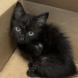 Enlarge Pepperoni, a Adoptable Domestic Short Hair in Greensboro, NC image 1/1