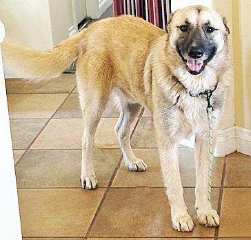 Enlarge Matin Bey, a ADOPTABLE mixed breed in Poway, CA image 2/6