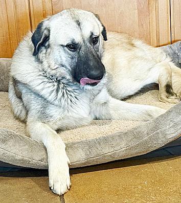 Enlarge Matin Bey, a ADOPTABLE mixed breed in Poway, CA image 6/6