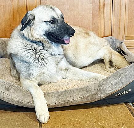 Matin Bey, ADOPTABLE, Young Male Anatolian Shepherd & Turkish Kangal.