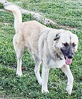 Enlarge Matin Bey, a ADOPTABLE mixed breed in Poway, CA image 5/6