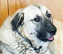 Enlarge Matin Bey, a ADOPTABLE mixed breed in Poway, CA image 3/6