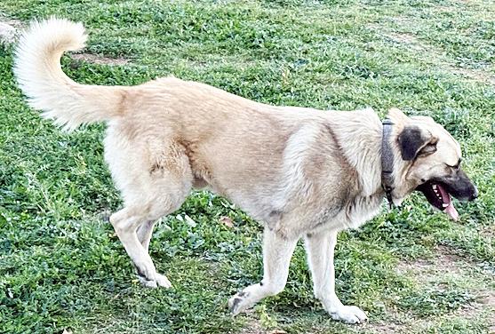 Enlarge Matin Bey, a ADOPTABLE mixed breed in Poway, CA image 4/6