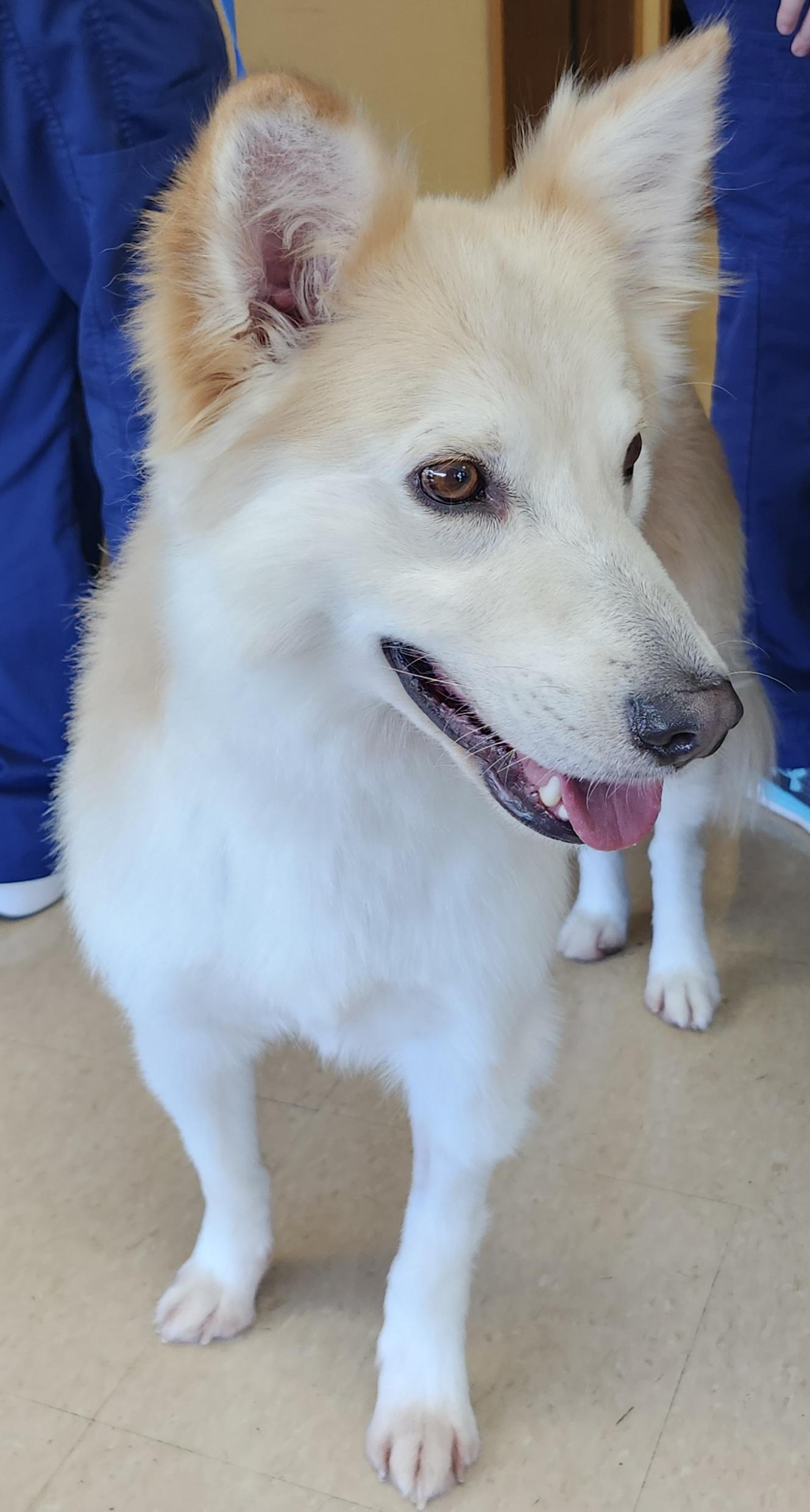 Leo - Adopted, a ADOPTABLE mixed breed in Saint Louis, MO image 3/6