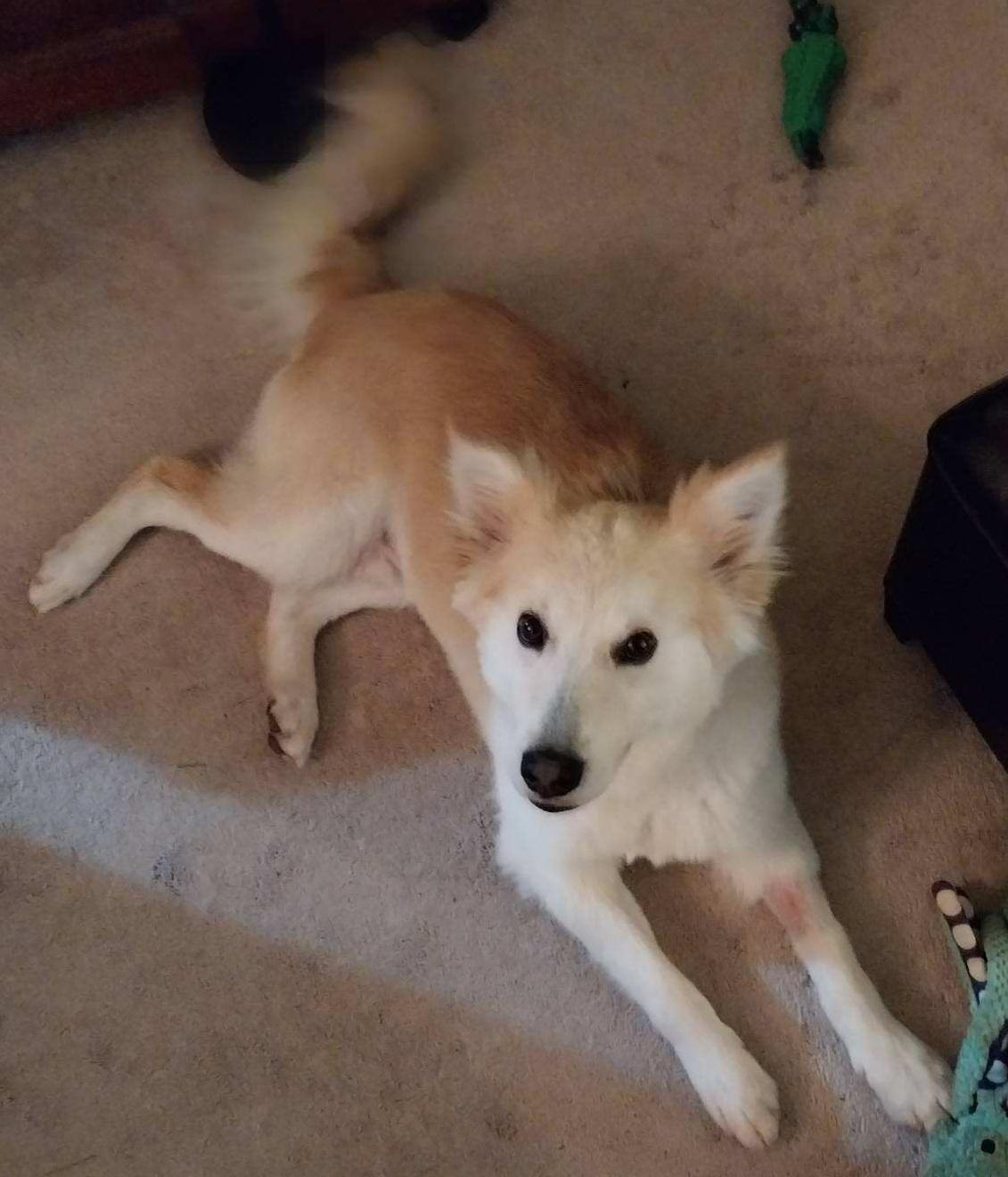 Leo - St. Louis, MO, ADOPTABLE, Adult Male American Eskimo Dog & Pomeranian.