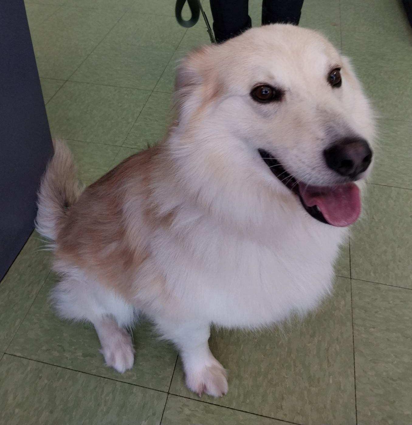 Leo - St. Louis, MO, a ADOPTABLE mixed breed in Saint Louis, MO image 2/5
