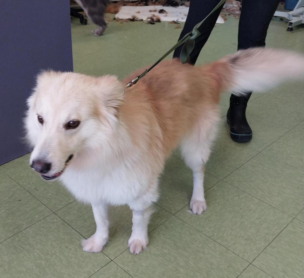 Leo - St. Louis, MO, a ADOPTABLE mixed breed in Saint Louis, MO image 3/5