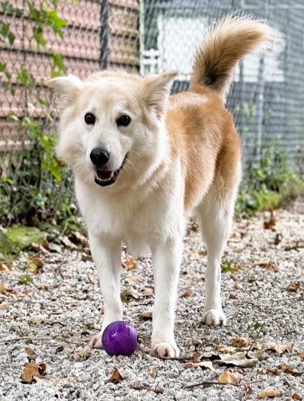 Leo - Adopted, ADOPTABLE, Adult Male American Eskimo Dog & Labrador Retriever.