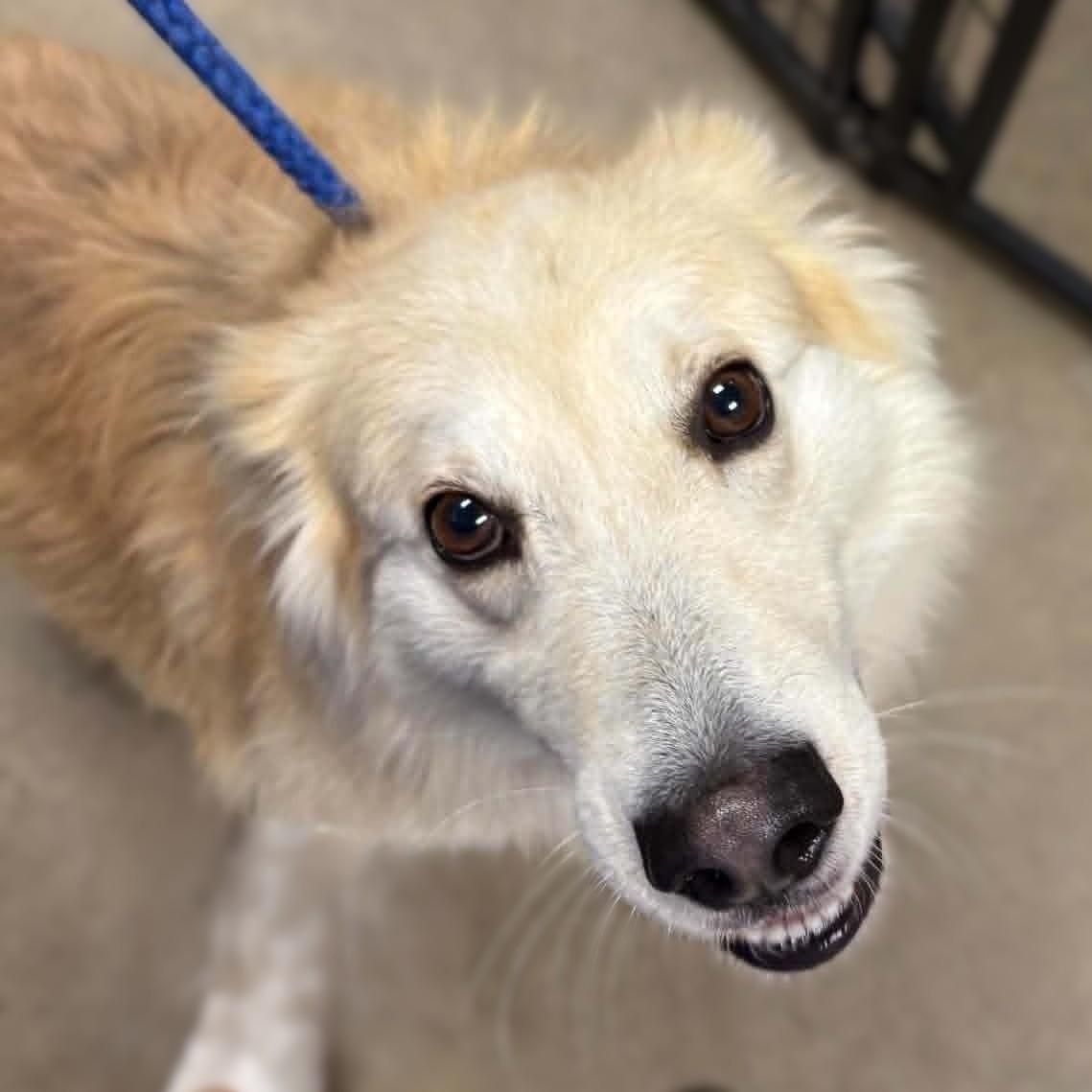 Leo - St. Louis, MO, a ADOPTABLE mixed breed in Saint Louis, MO image 4/5