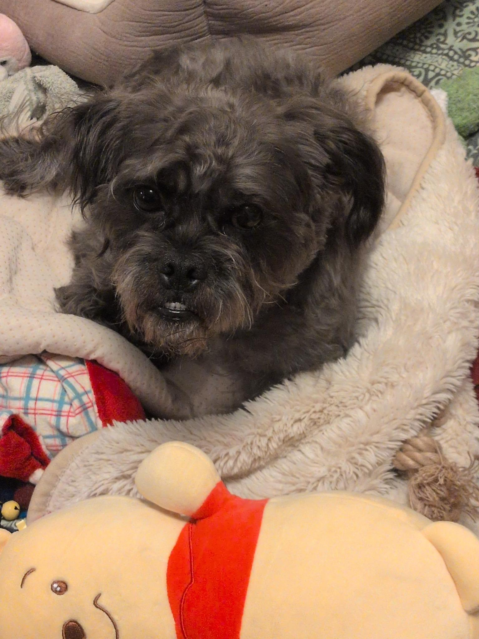 Enlarge Wizard, a ADOPTABLE mixed breed in Covington, WA image 6/6