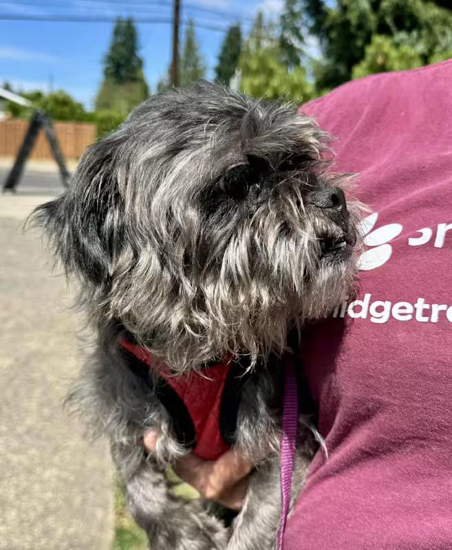 Enlarge Wizard, a ADOPTABLE mixed breed in Covington, WA image 2/6