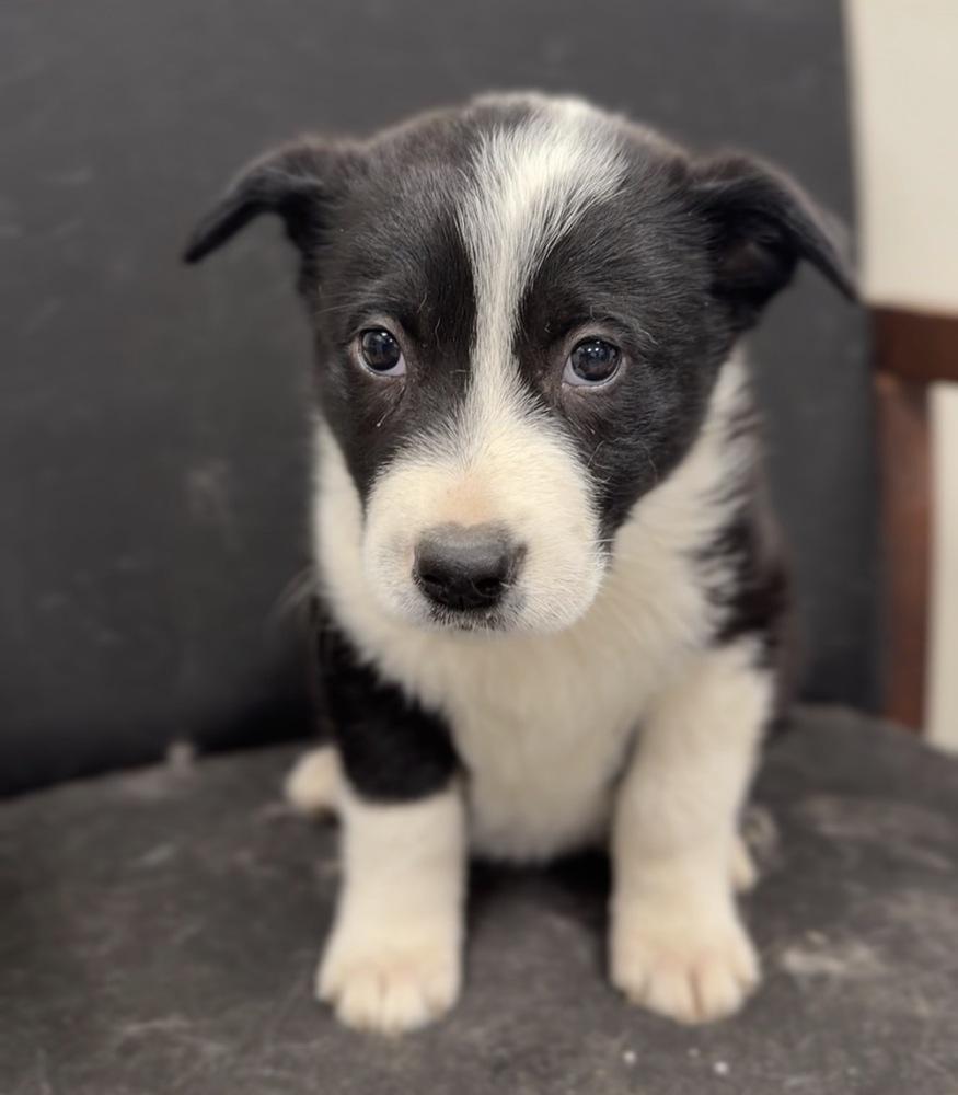 Enlarge Sweets, a Adoptable mixed breed in Bemidji, MN image 1/2