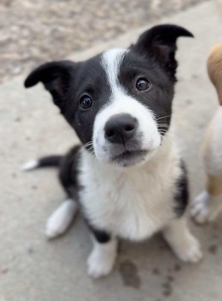 Enlarge Sweets, a Adoptable mixed breed in Bemidji, MN image 2/2