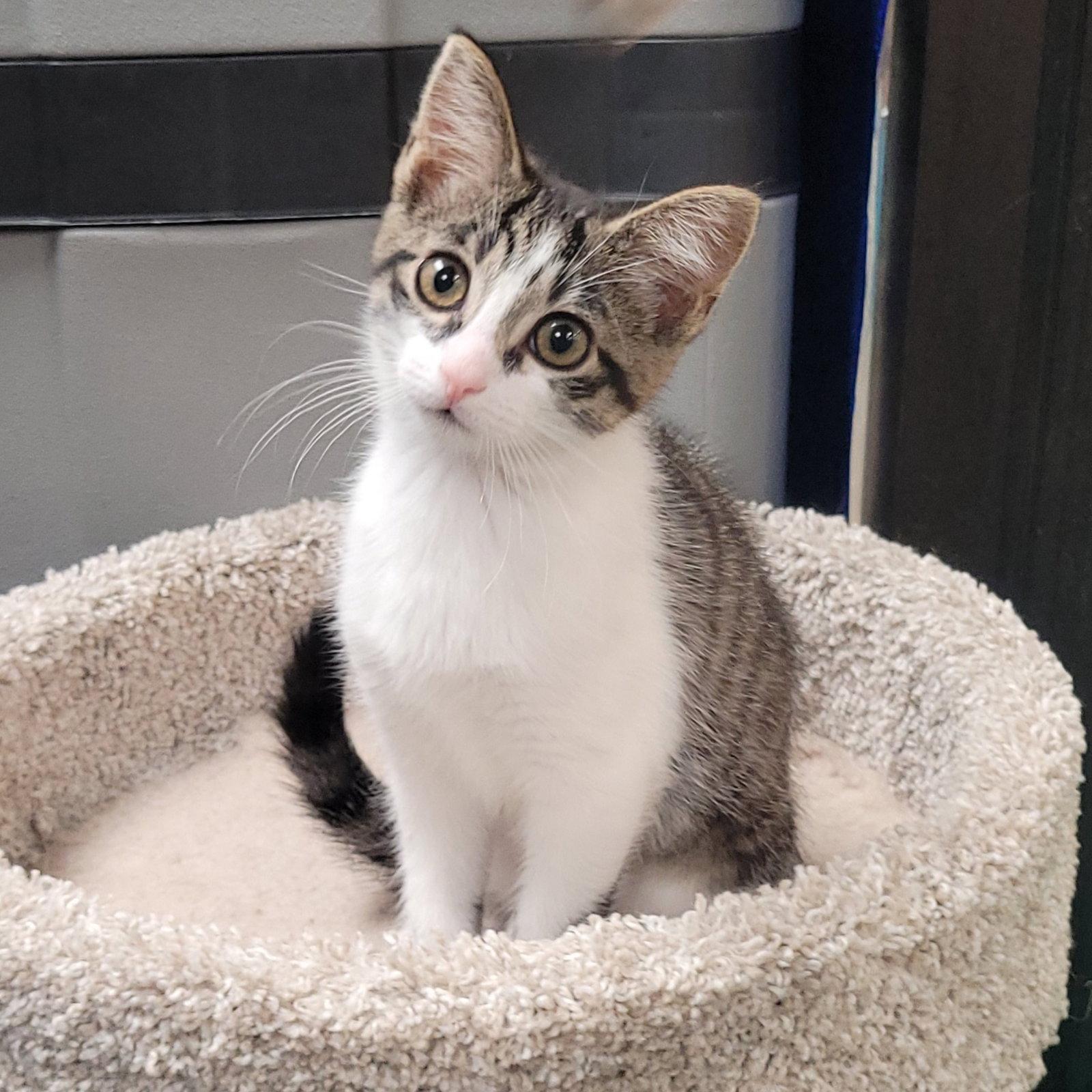 Lucky, Adoptable, Kitten Female Domestic Short Hair.